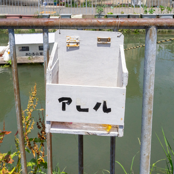 あひるの家-2105252