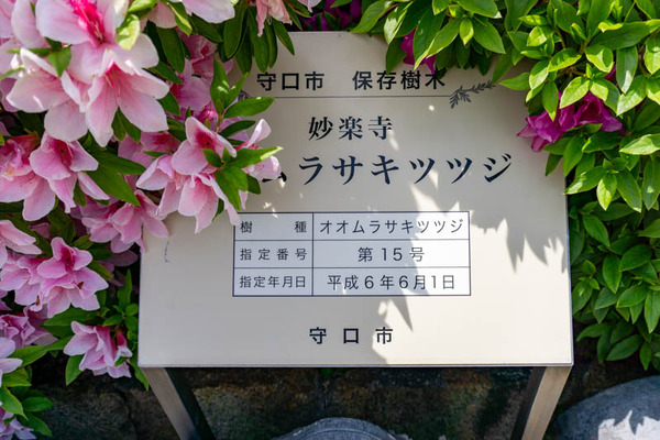 ツツジ妙楽寺(小)2104235