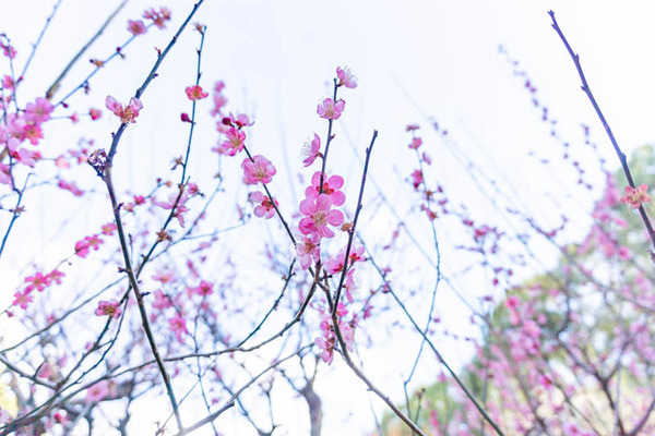 鶴見緑地桜梅(小)21021311
