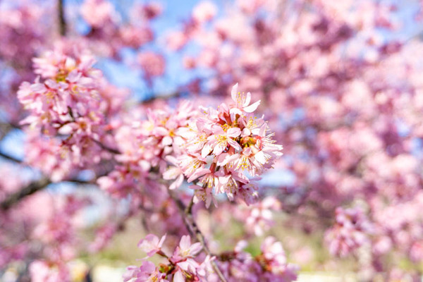 鶴見緑地桜（小）2103037