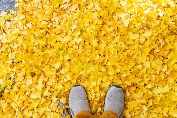 イチョウ-2111306