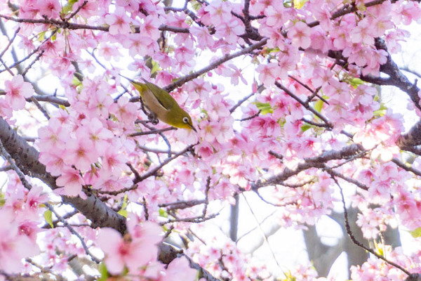 鶴見緑地桜（小）21030311