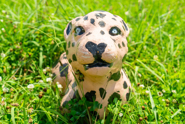 チーター-2407163