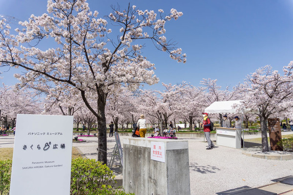 さくら広場