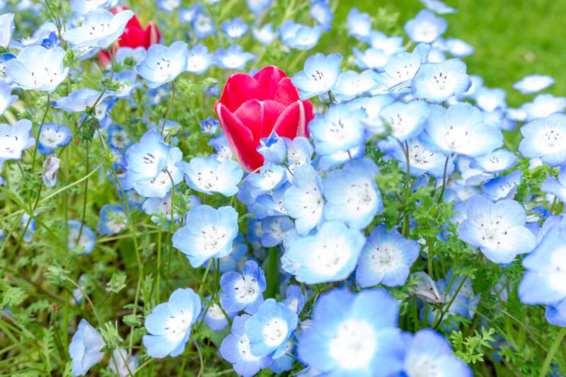 鶴見緑地でネモフィラが見頃 もりつーフォト 守口つーしん