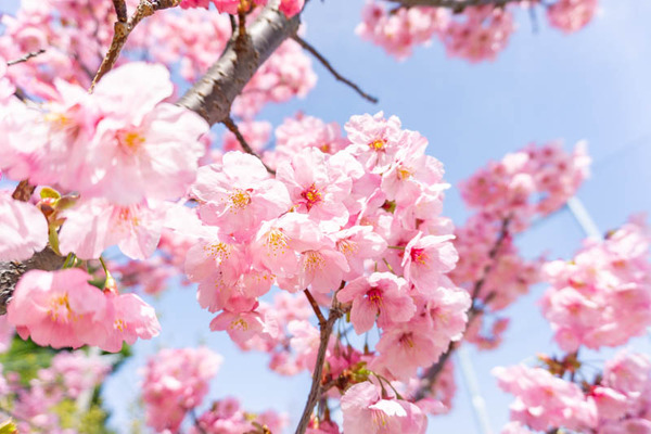 大枝公園桜(小)2103179