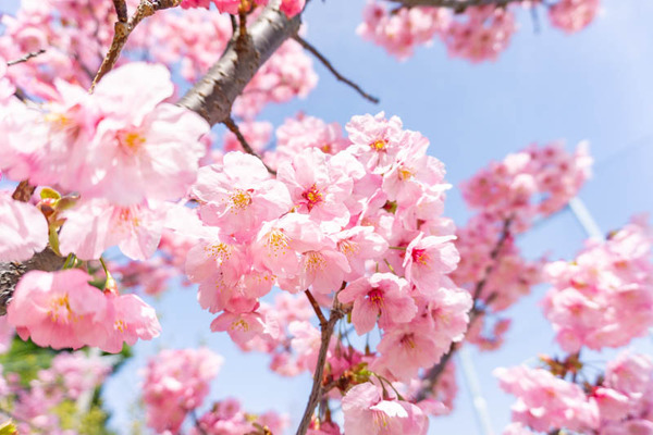 大枝公園桜（小）2103179