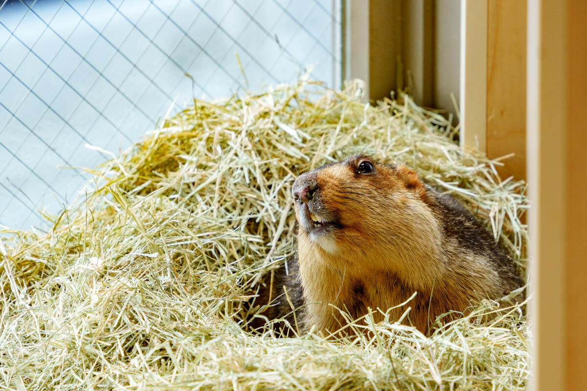 ヒマラヤマーモット2