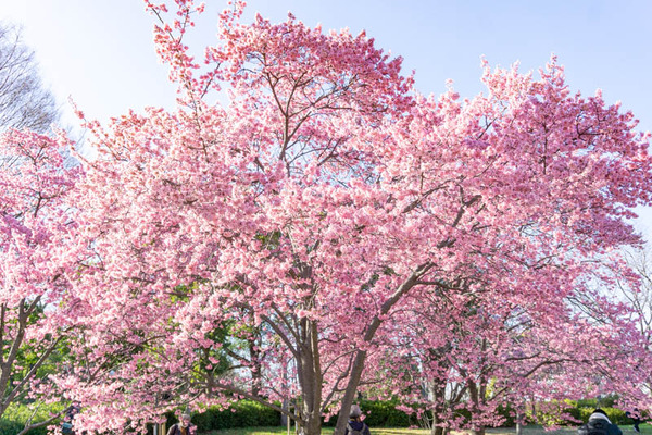 鶴見緑地桜（小）2103035