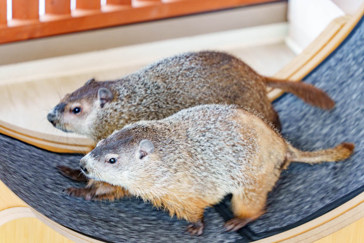 ウッドチャック3