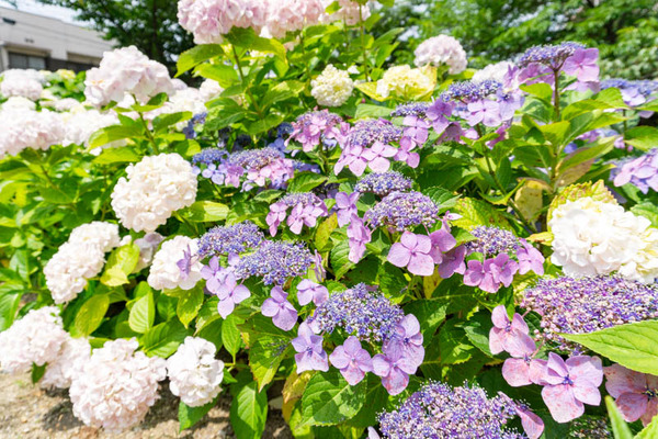 御堂紫陽花(小)2106083