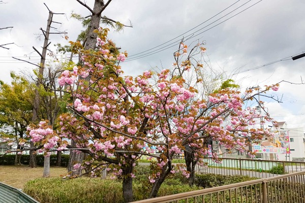 IMG_20250415_114025866
