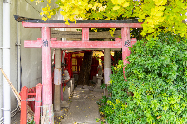 イチョウ-2111304