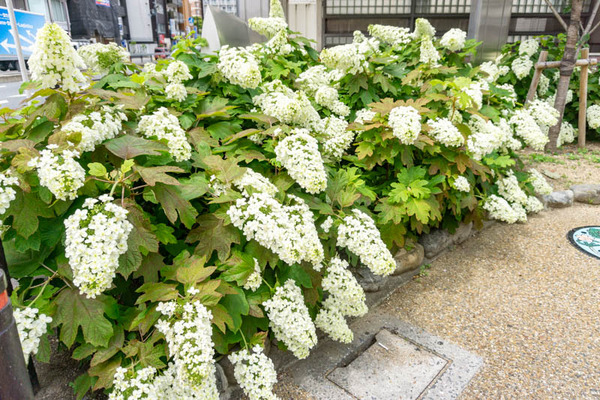 桃町緑道公園(小)2105269