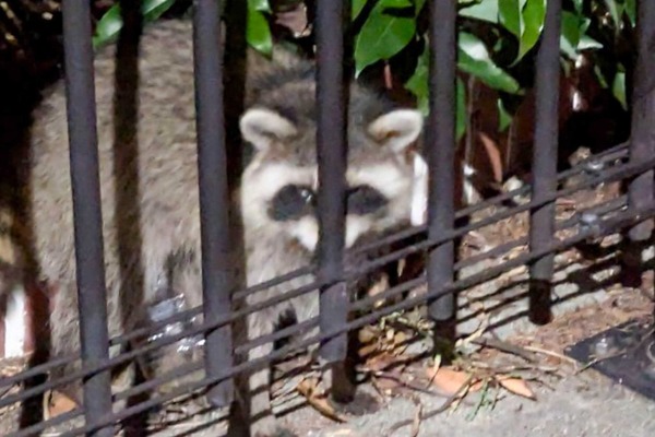 Screenshot_20250515-151723.Chrome