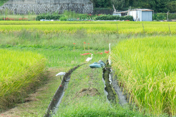 田んぼ20210923144534