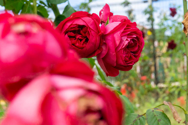 バラ20211018143614