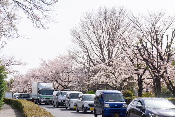 桜まつり新庄ガード20220330141335