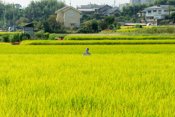 田んぼ20210923144817