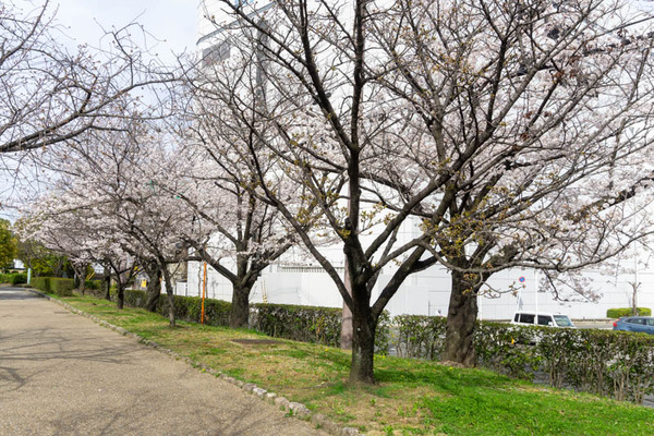 元茨木川緑地20220330143735