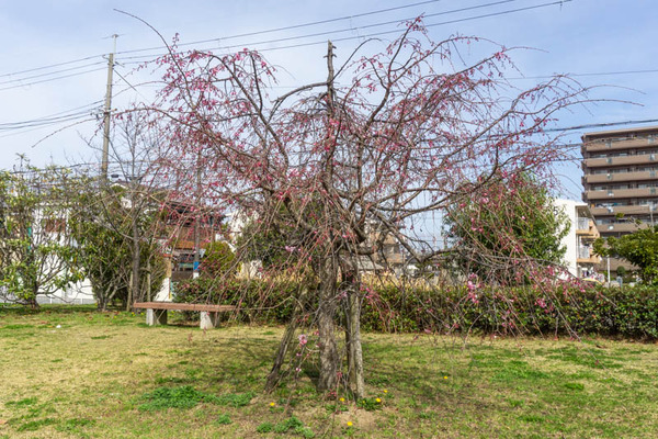 桜まつり新庄ガード20220330141759