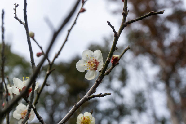 春日神社20220309131629
