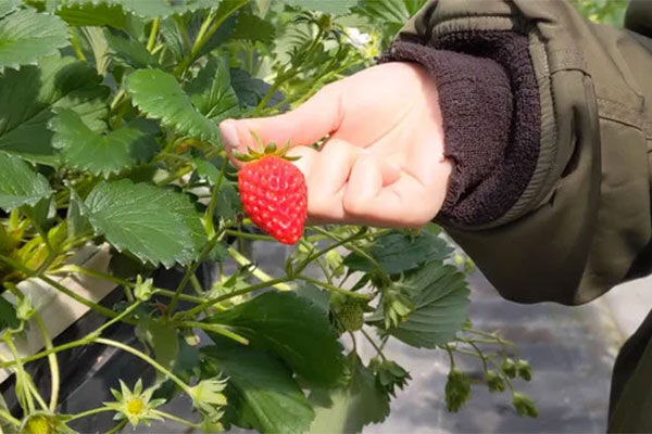 佐保の Strawberry Farm No 15 でいちご狩りの予約が始まってる 茨木つーしん