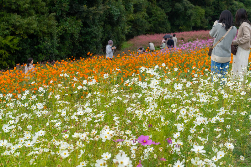 万博公園のコスモスがカラフルで見頃 いばつーフォト 茨木つーしん