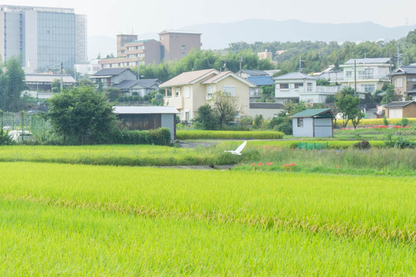 田んぼ20210923144537