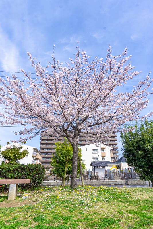 桜まつり新庄ガード20220330141842