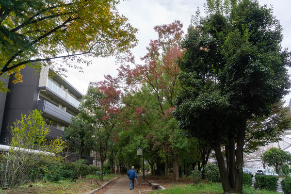 新庄町紅葉20211112143631
