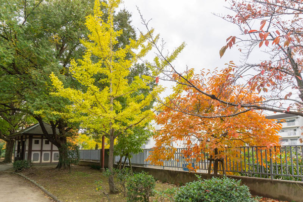 新庄町紅葉20211112144147