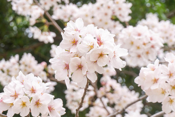 万博桜20220328122330