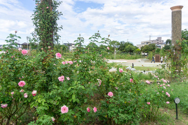 バラ20211018143258