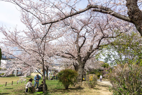 桜まつり新庄ガード20220330140242