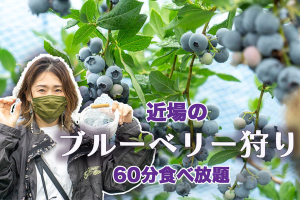 ブルーベリー20220621094539