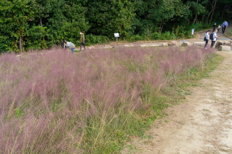 万博公園のコスモスがカラフルで見頃 いばつーフォト 茨木つーしん 万博公園のコスモスがカラフルで見頃 いばつーフォト 茨木つーしん