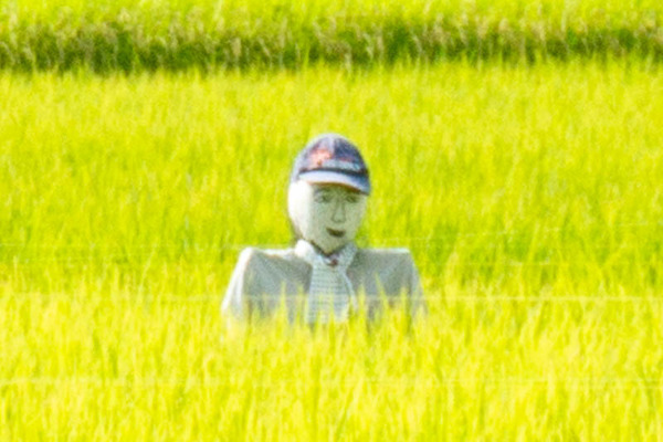 田んぼ20210923144747