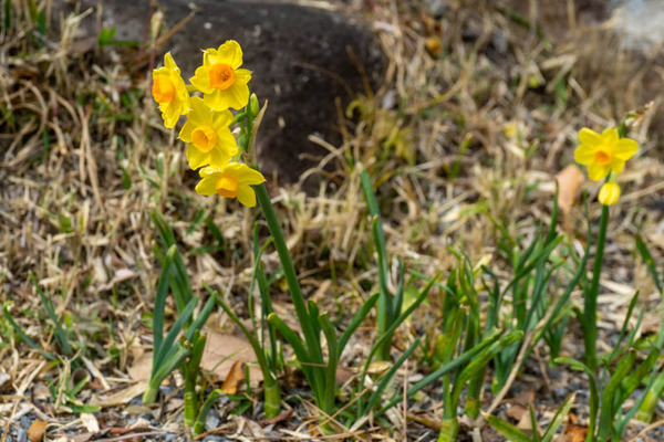 春日神社20220309131658