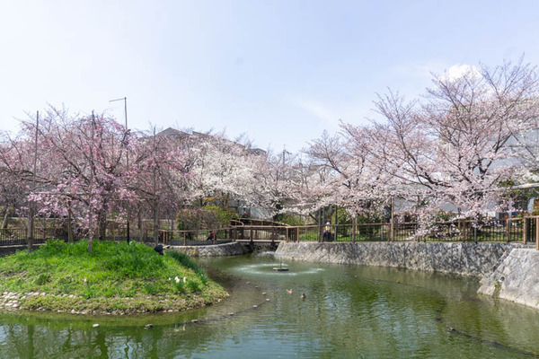 筒井池20220330115719