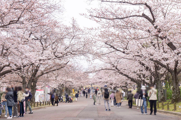 万博桜20220328122652