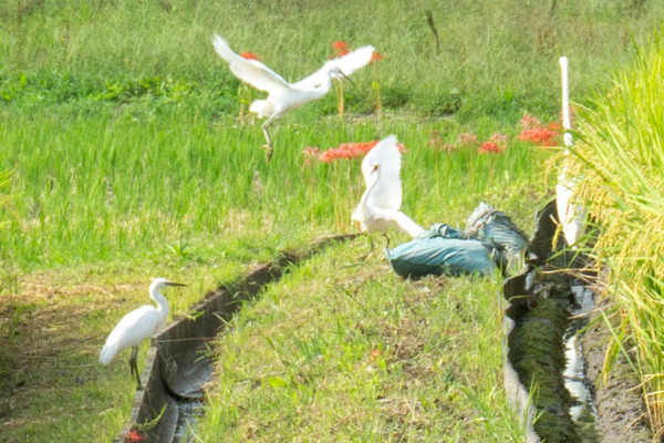 田んぼ20210923144512