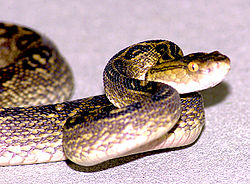 250px-Habu-pitviper