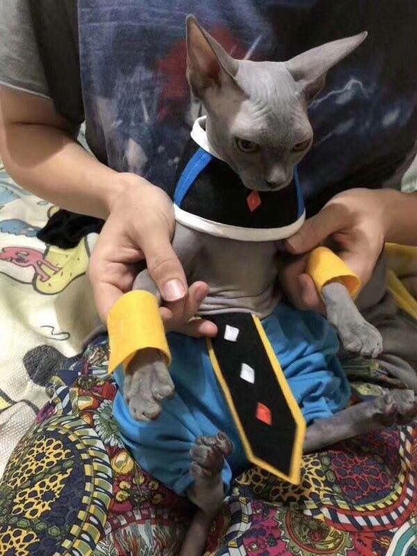 画像 ドラゴンボールのビルス様リアルで発見される モル速 Morusoku 画像 ドラゴンボールのビルス様リアルで発見される モル速 Morusoku