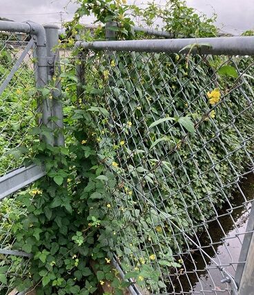 すがる : 四季ときどき俳句