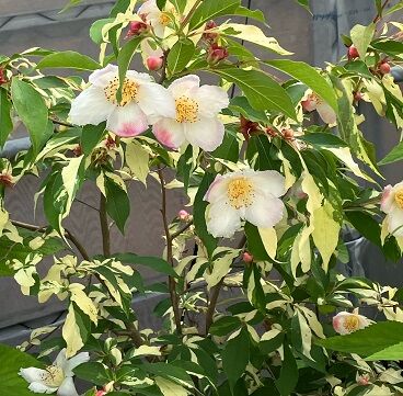 初夏の花ふたつ : 四季ときどき俳句