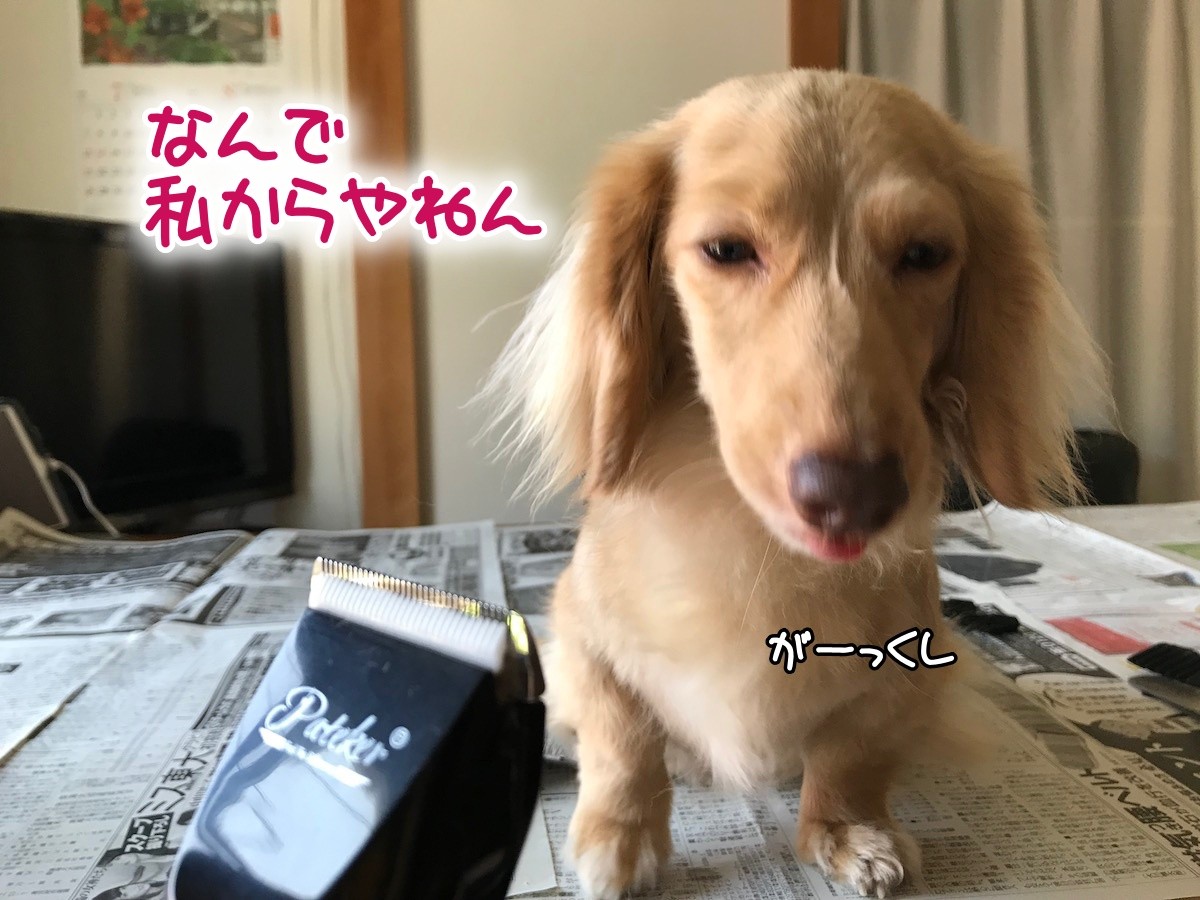 梅雨の晴れ間に毛刈り メルロコ一家の横須賀ストーリー Powered By ライブドアブログ 梅雨の晴れ間に毛刈り メルロコ一家の横須賀ストーリー Powered By ライブドアブログ