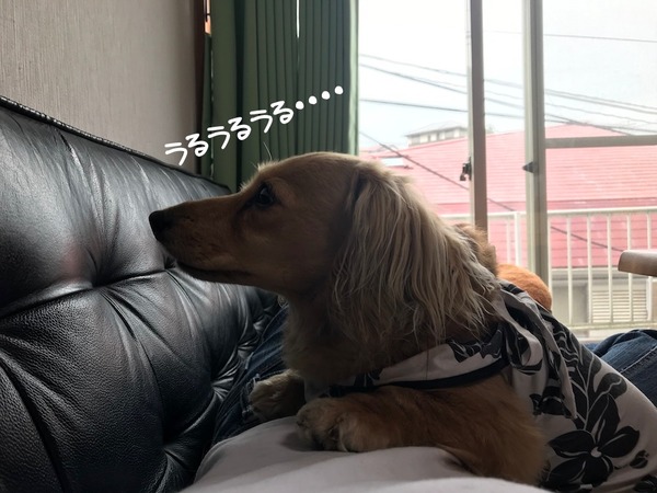20180529don-2