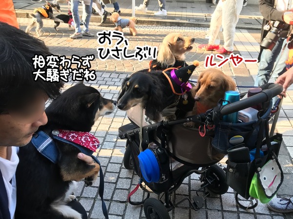 meruloco20181030-15