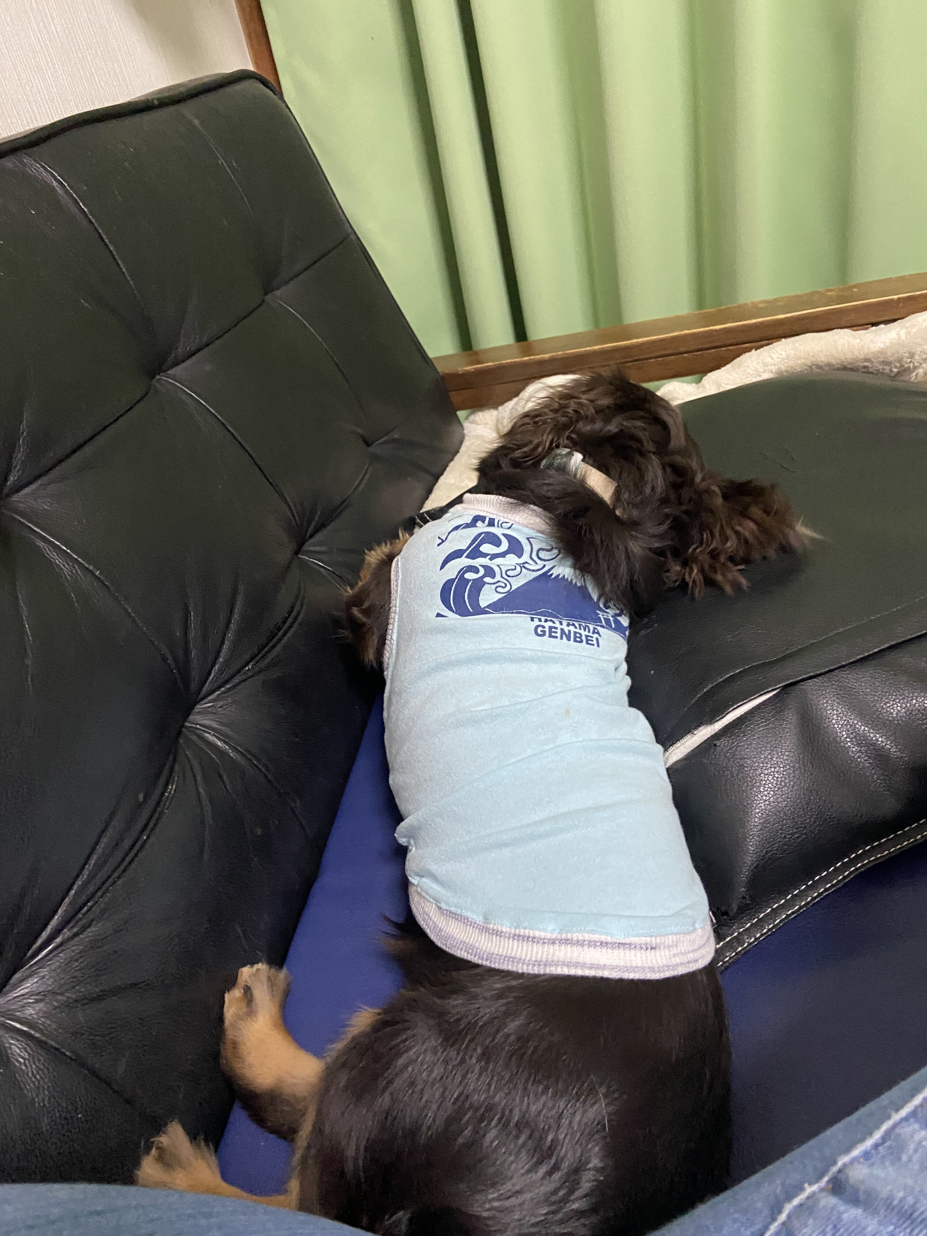 バテバテです メルロコ一家の横須賀ストーリー Powered By ライブドアブログ